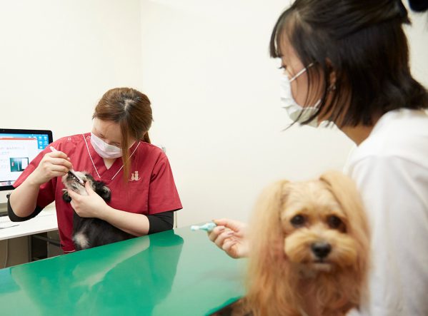 犬の歯石取りについて獣医師が解説 費用 保険 方法など