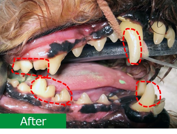 犬の歯石取りについて獣医師が解説 費用 保険 方法など