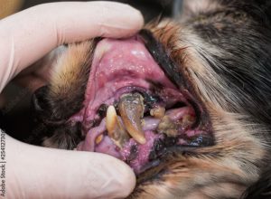 どうぶつの病気 愛甲石田どうぶつ病院 アニコムグループ 神奈川県伊勢原市石田 犬 猫動物