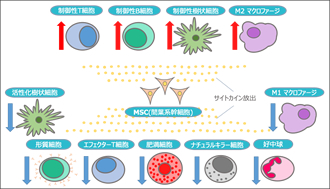 細胞治療の作用機序：図