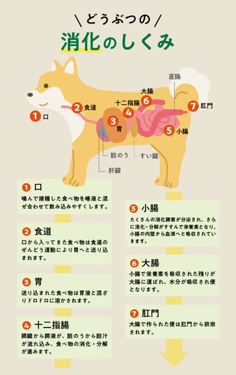 獣医師が丁寧に解説 犬の繰り返す下痢や長引く下痢について 横浜市中区の動物再生医療センター病院
