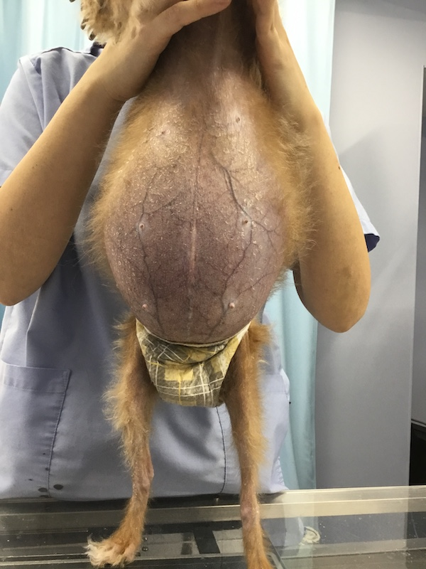 犬猫のステロイド薬について獣医師が解説 横浜市中区の動物再生医療センター病院