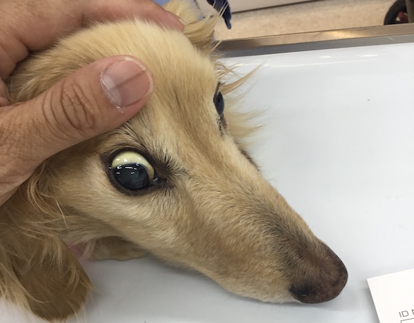眼球に見られる黄疸（白眼の部分が黄色になっています）