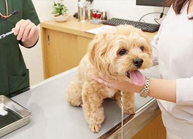 狂犬病ワクチン注射