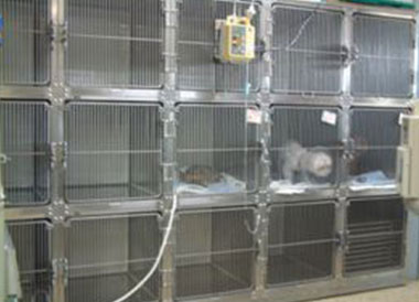 小型犬・猫用入院設備
