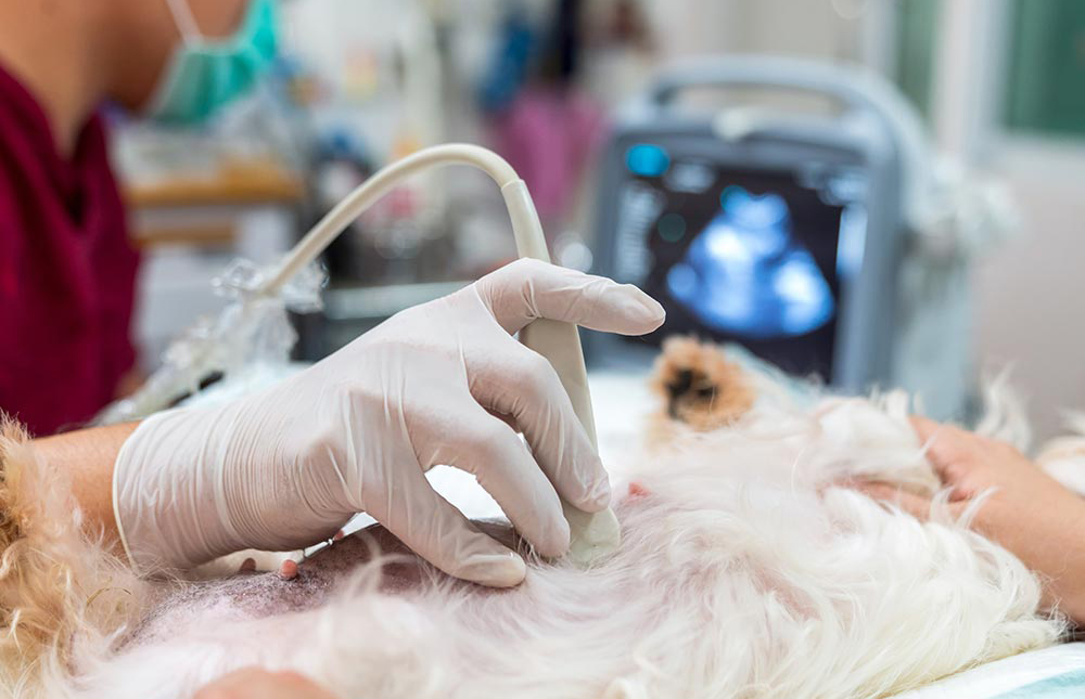 内科診療について