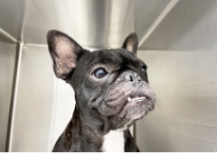 どうぶつさんのプロがいるペットホテル