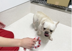 どうぶつさんのプロがいるペットホテル