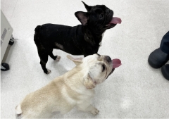 どうぶつさんのプロがいるペットホテル