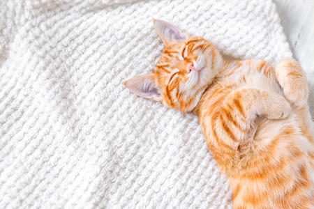 ネコちゃんのストレスを抑えられる