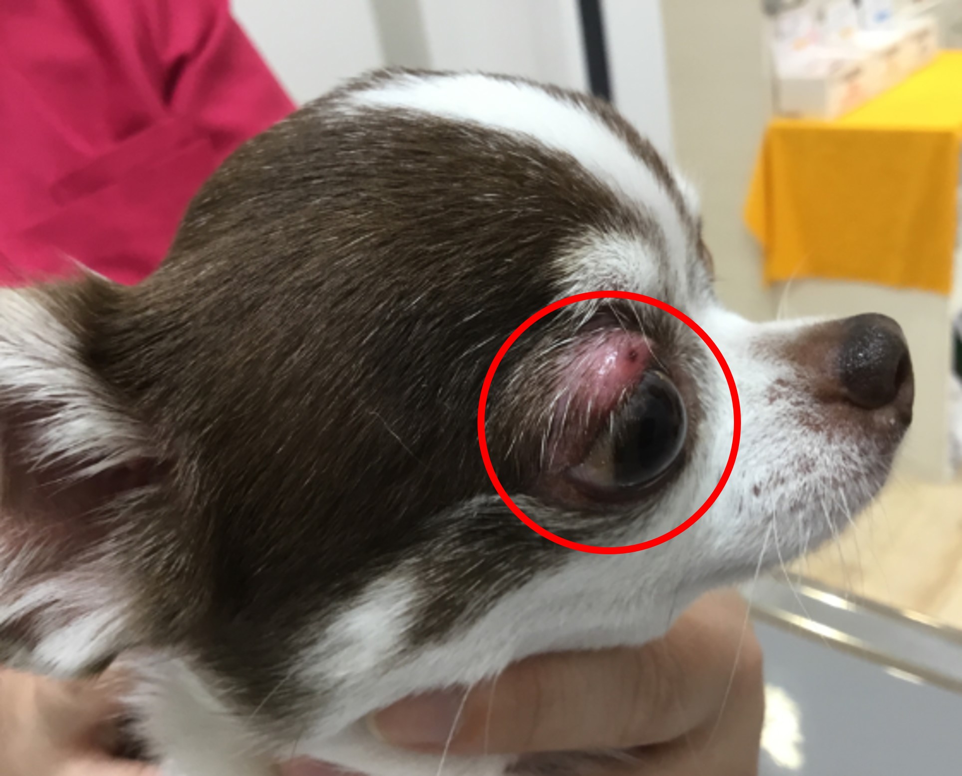 犬 まぶた の 腫れ