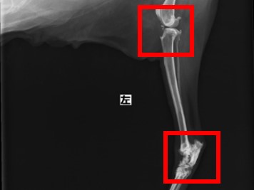 変形性関節症 | 自由が丘どうぶつ病院（アニコムグループ）｜休診日なし｜犬、猫、うさぎの動物病院｜世田谷区奥沢