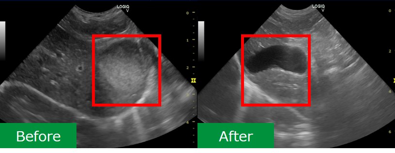 胆泥症 自由が丘どうぶつ病院 アニコムグループ 世田谷区奥沢