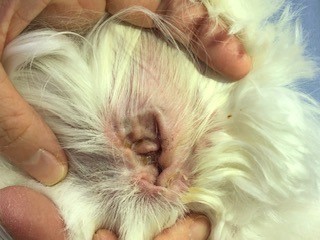 獣医師が解説 犬や猫がかかりやすい外耳炎について 近江八幡どうぶつ病院